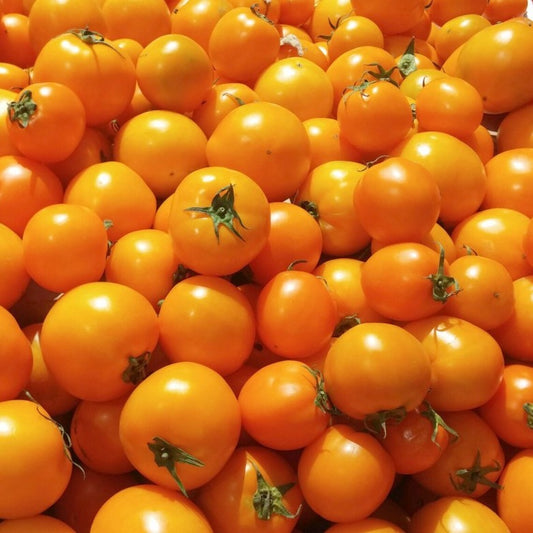 Golden Jubilee Tomato  Seeds