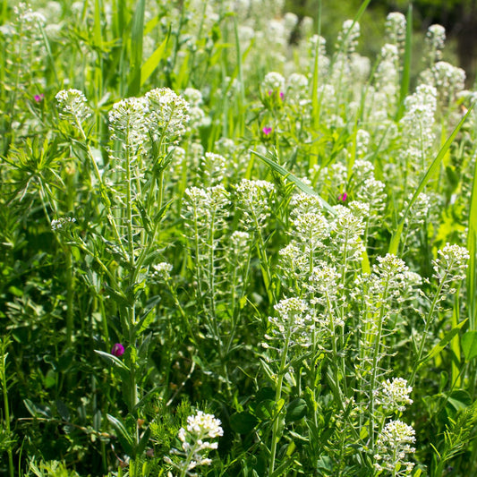 Field Pennycress Seeds (Thlaspi arvense)