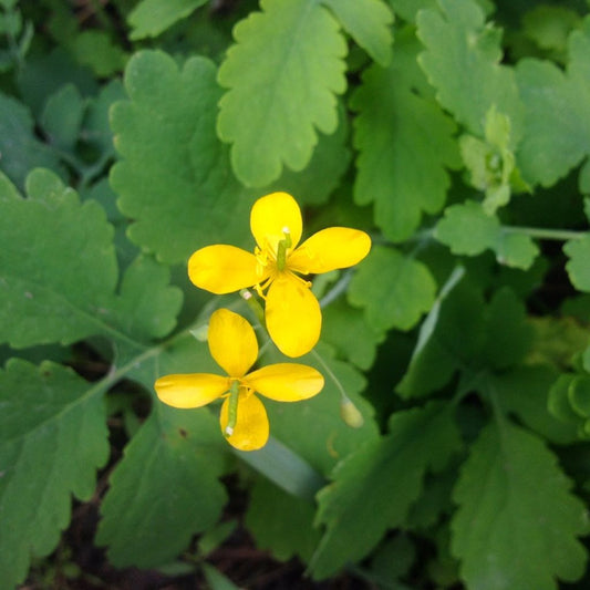 Greater Celandine Seeds (Chelidonium majus)