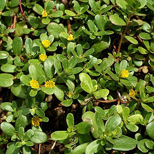 Green Purslane Seeds (Portulaca oleracea)