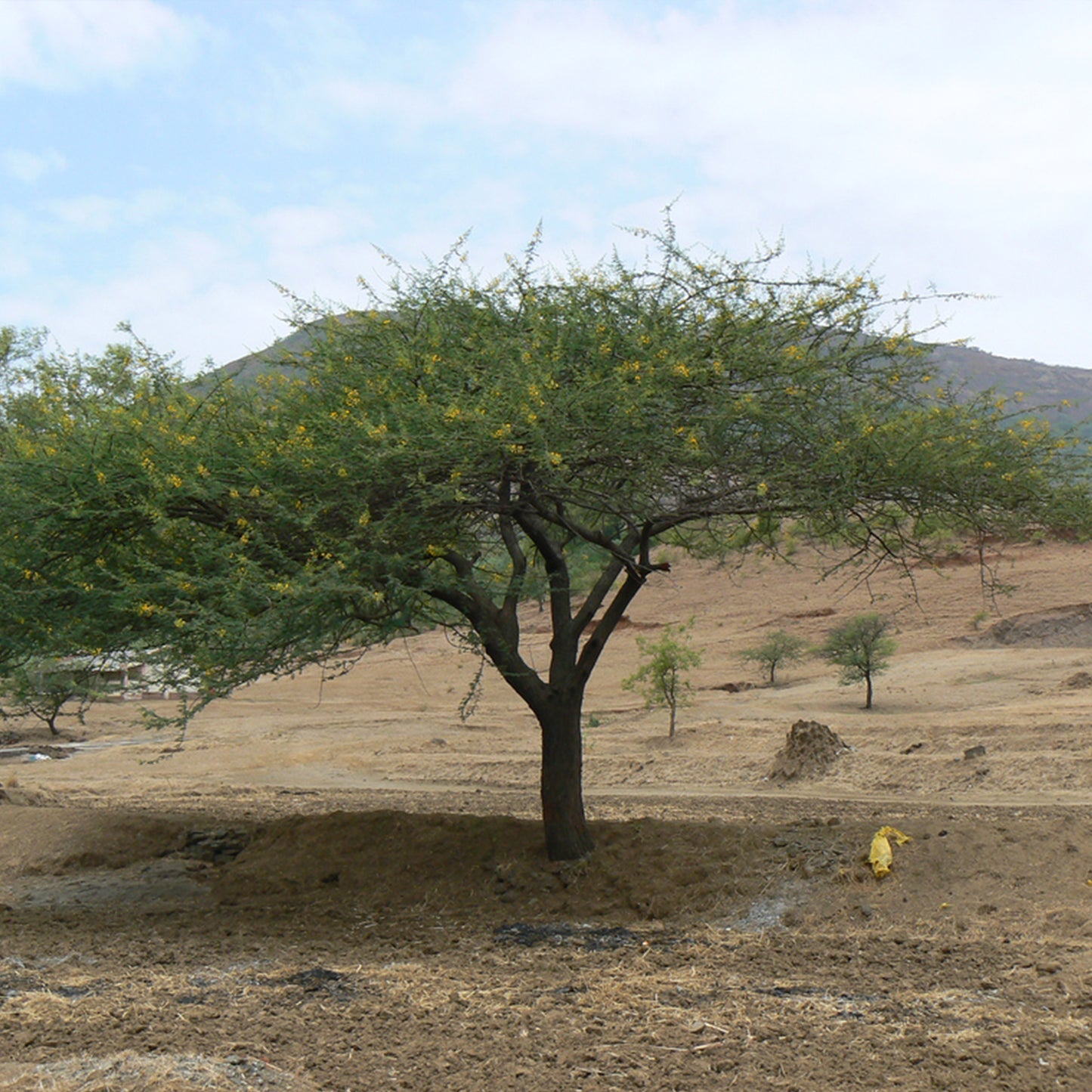 Gum Arabic Tree Seeds Seeds (Acacia senegal)