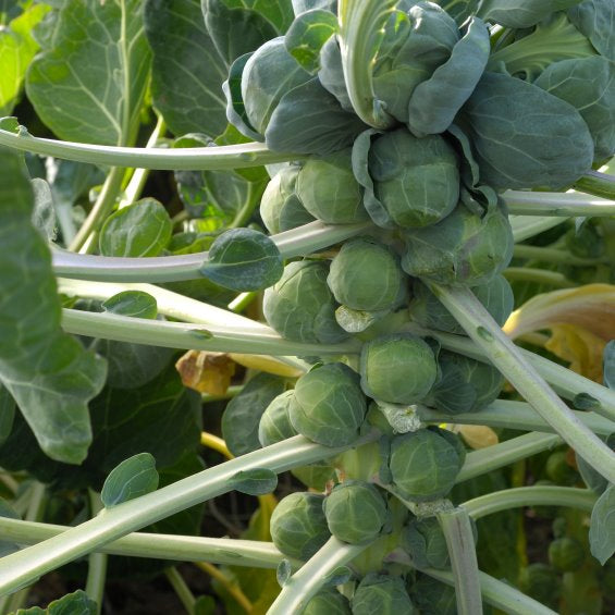 Half Dwarf Brussels Sprouts Seeds