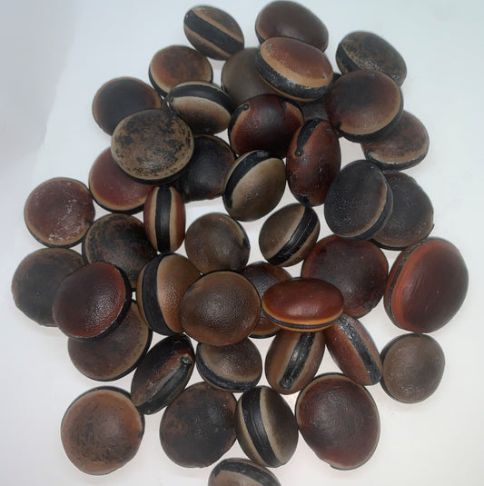 Hamburger Sea Bean (Mucuna spp.) [PACKET ONLY]