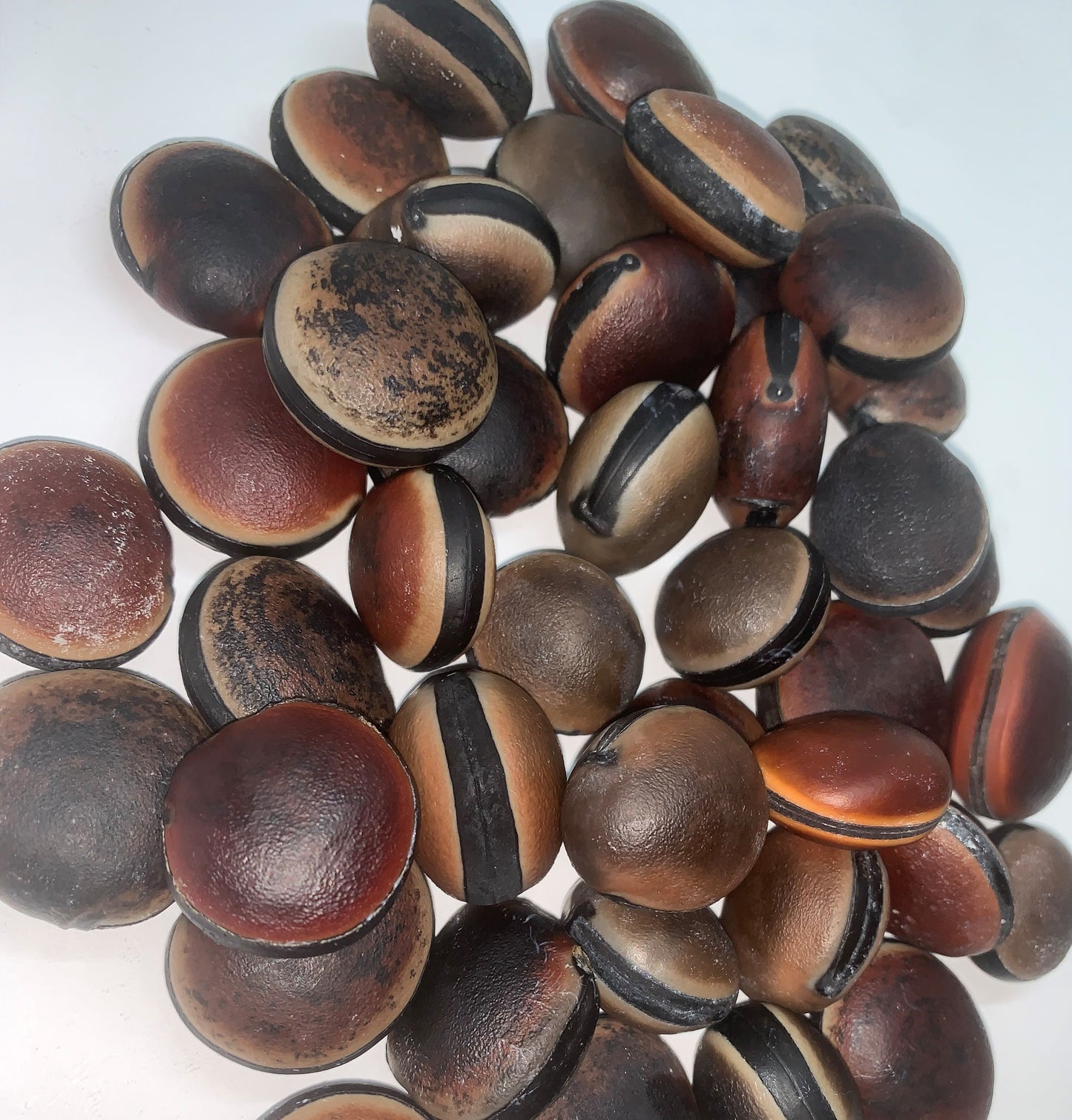Hamburger Sea Bean (Mucuna spp.) [PACKET ONLY]