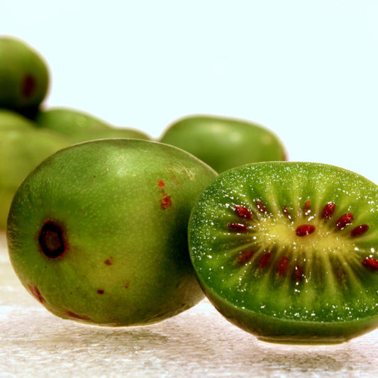 Hardy Kiwi Seeds (Actinidia arguta)