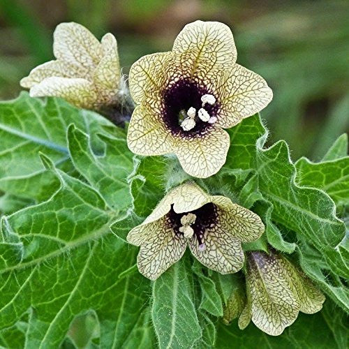 Henbane Seeds (Hyoscyamus niger)