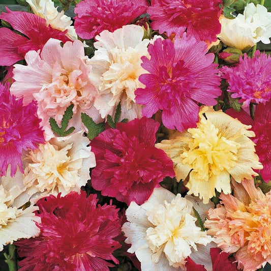 Dwarf Queeny Mixed Hollyhock Seeds