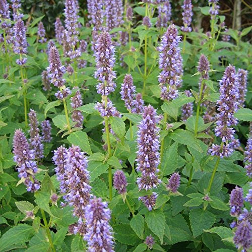 Anise Hyssop Seeds (Agastache foeniculum)