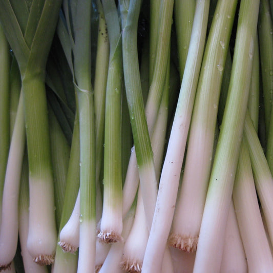 Tokyo Long White Bunching Onion Seeds