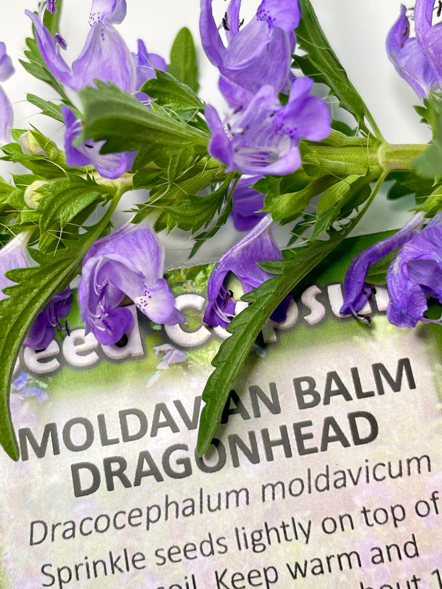 Moldavian Balm Dragonhead Seeds (Dracocephalum moldavica)
