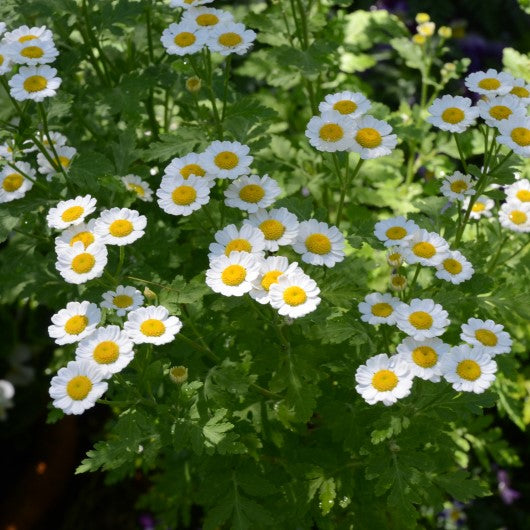 Feverfew Seeds (Tanacetum parthenium)