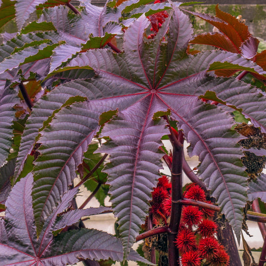 Red Giant Castor Bean Seeds [PACKET ONLY]