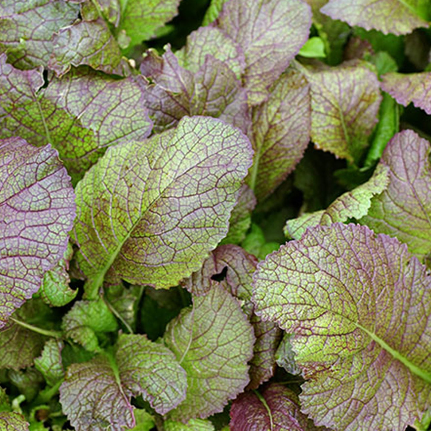 Japanese Giant Red Mustard Greens Seeds