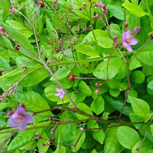 Jewels of Opar Seeds (Talinum paniculatum)