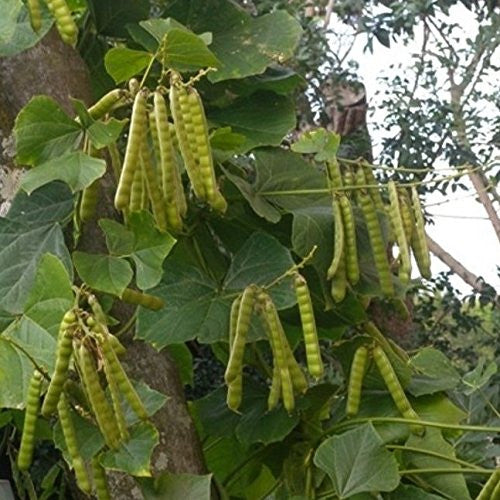 Jicama Seeds (Pachyrrhizus erosus)