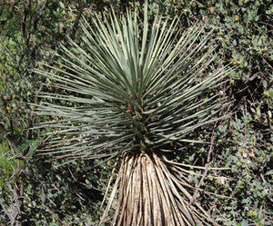 Joshua Tree Seeds (Yucca brevifolia)