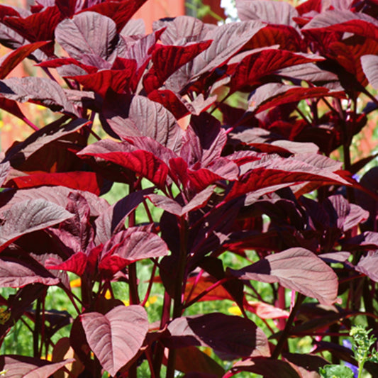 Kerala Red Amaranth Seeds