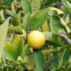 Key Lime Seeds (Citrus aurantifolia)