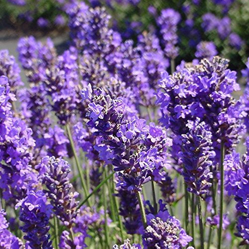 Lavender Seeds (Lavandula angustifolia)