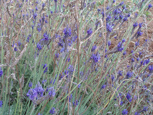 Blue Hidcote Lavender Seeds (Lavendula angustifolia)