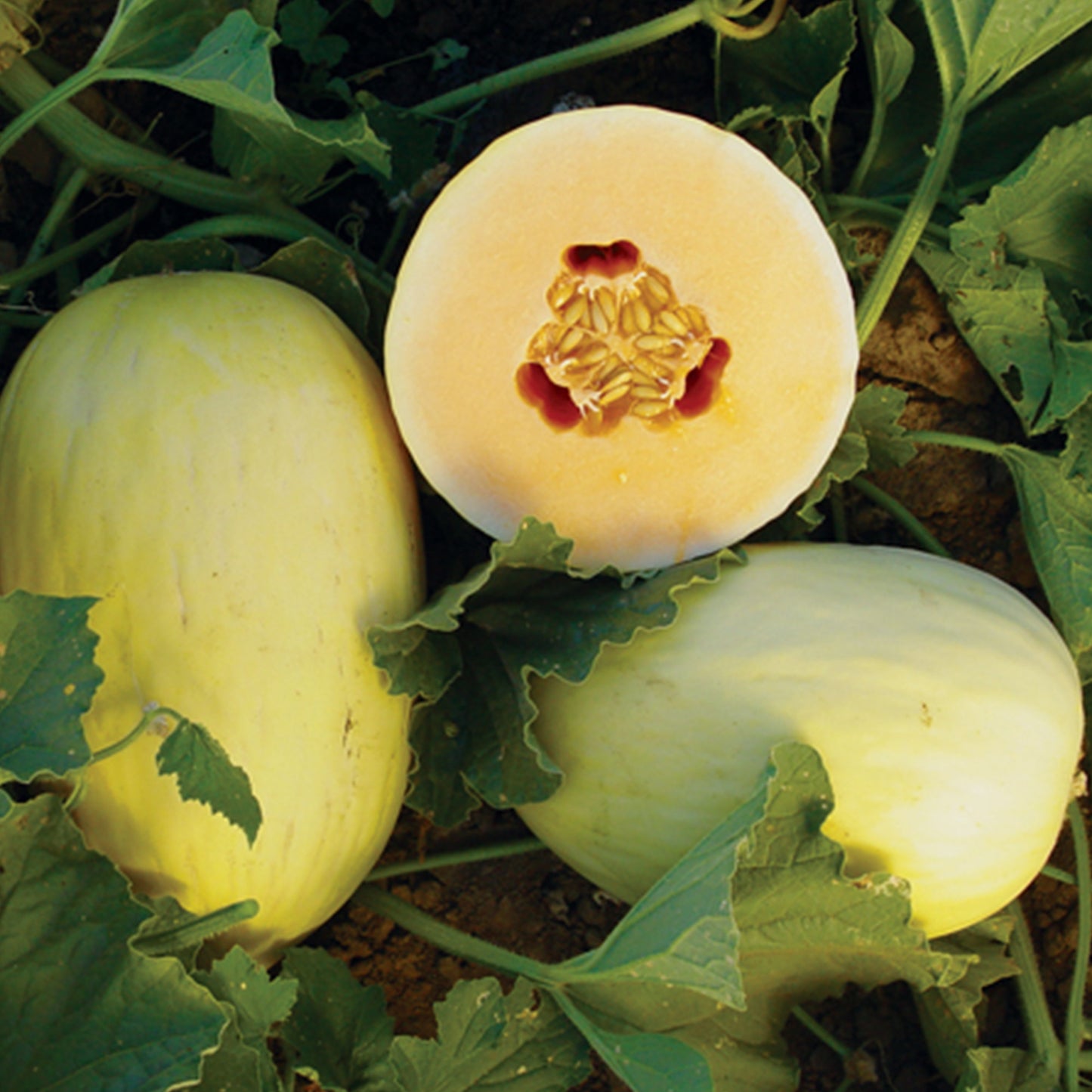 Crenshaw Melon Seeds [PACKET ONLY]