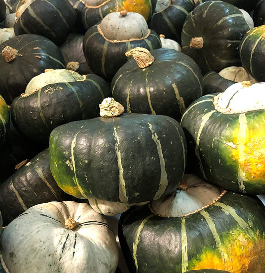 Michigan Buttercup Squash Seeds [PACKET ONLY]