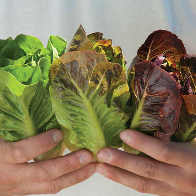 Mini-Romaine Trio ORGANIC Lettuce Seeds