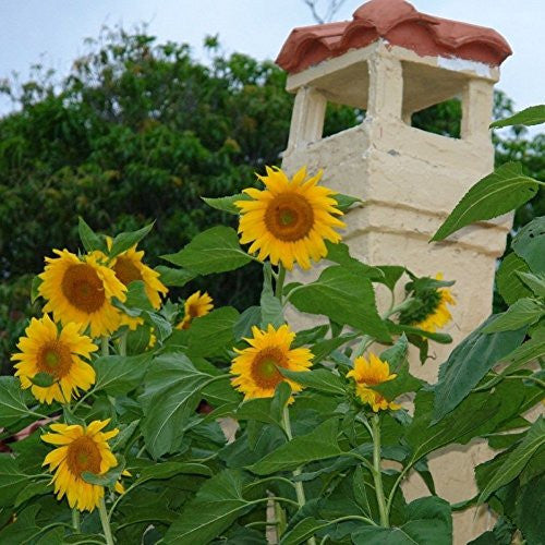 Mongolian Giant Sunflower Seeds (Helianthus annuus) [PACKET ONLY]