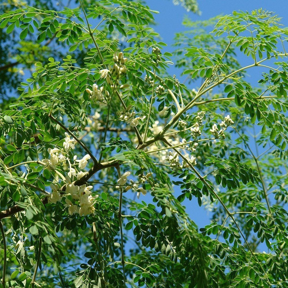 Moringa Tree Seeds (Moringa oleifera) [PACKET ONLY]