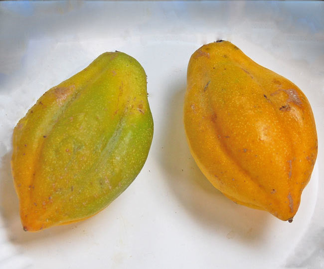 Mountain Papaya Seeds (Carica pubescens)