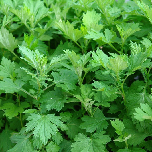 Mugwort Seeds (Artemisia vulgaris)