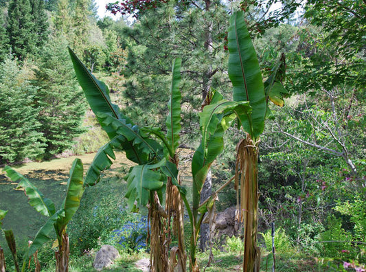 Darjeeling Banana Seeds (Musa sikkimensis)