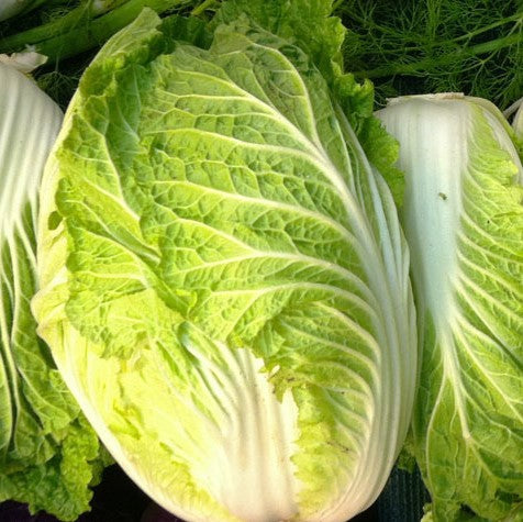 Kyoto NAPA Chinese Cabbage Seeds