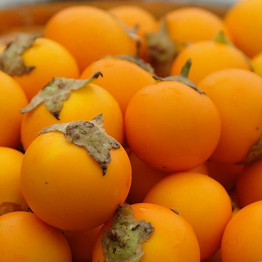 Naranjilla Seeds (Solanum quitoense)