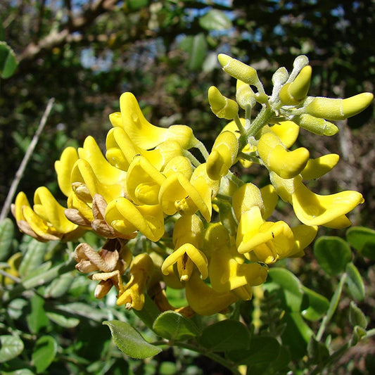 Necklace Pod Seeds (Sophora tomentosa) [DISCONTINUED]