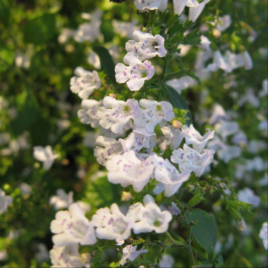 Nepitella Seeds (Calamintha nepeta)