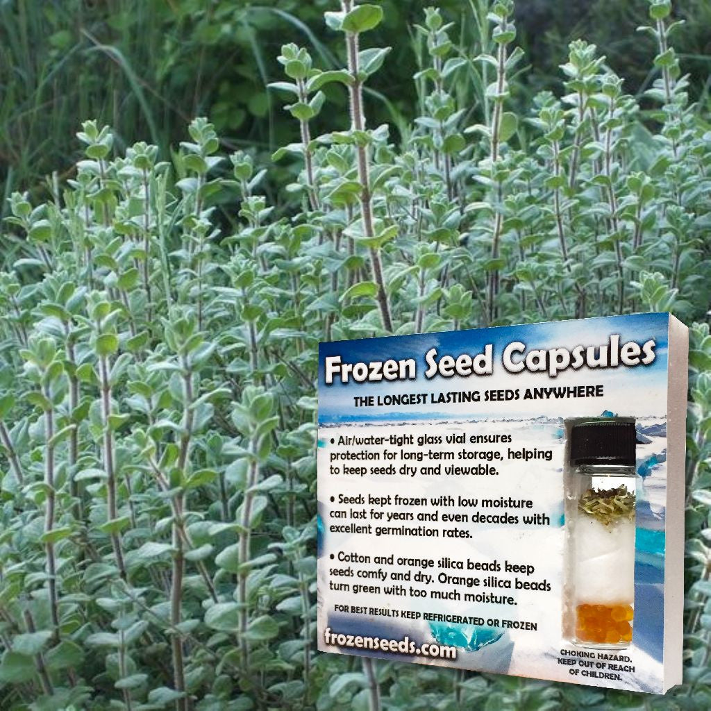 Oregano Seeds (Origanum vulgare)
