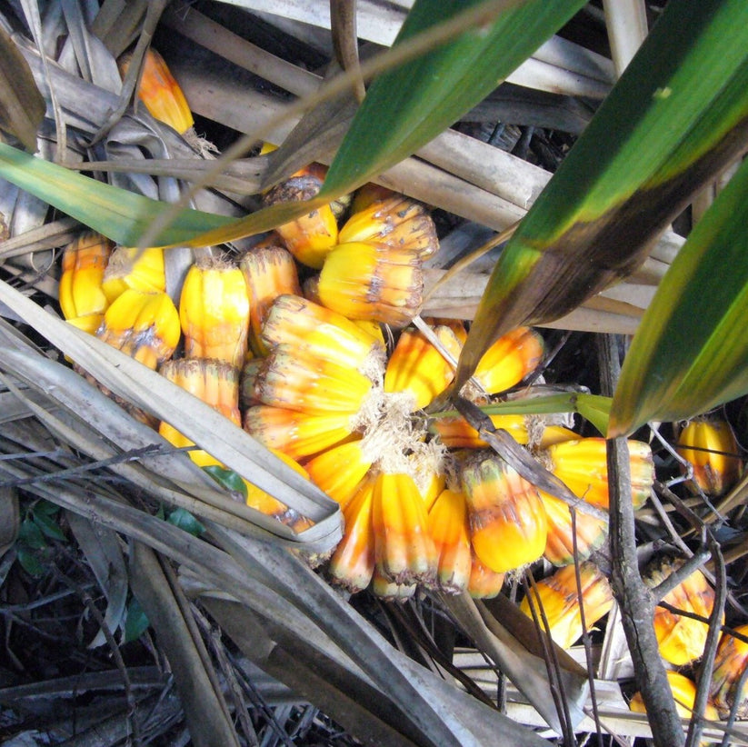Pandanus Palm Seeds (Pandanus utilis) [PACKET ONLY] Frozen Seed Capsules™