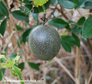 Frederick Passion Fruit Seeds (Passiflora edulis)