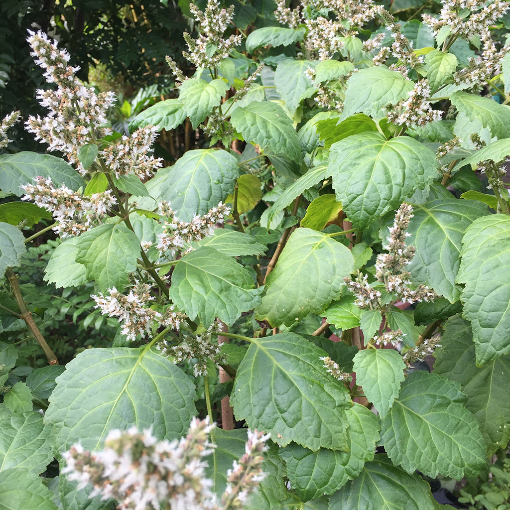 Patchouli Seeds (Pogostemon cablin)