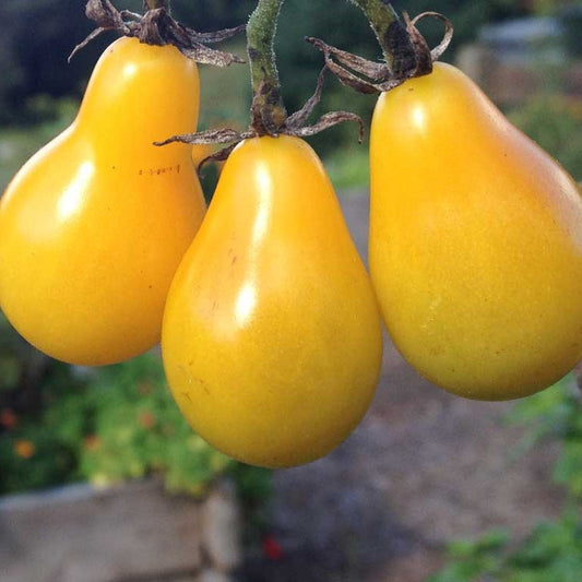 Yellow Pear Tomato Seeds