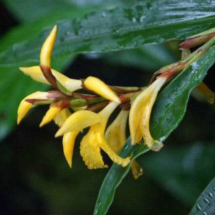 Hardy Yellow Ginger Seeds (Cautleya gracilis var. robusta)