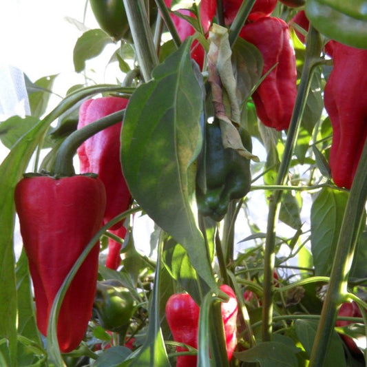Leutschauer Paprika Pepper Seeds