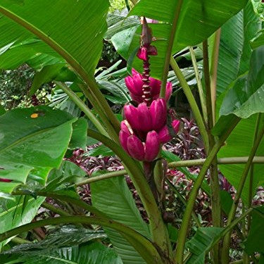 Pink Banana Seeds (Musa velutina)