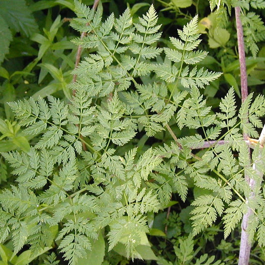 Poison Hemlock Seeds (Conium maculatum)