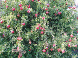 Dwarf Pomegranate Seeds (Punica granatum)