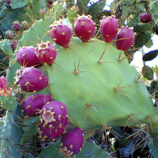 Prickly Pear Cactus Seeds (Opuntia stricta)