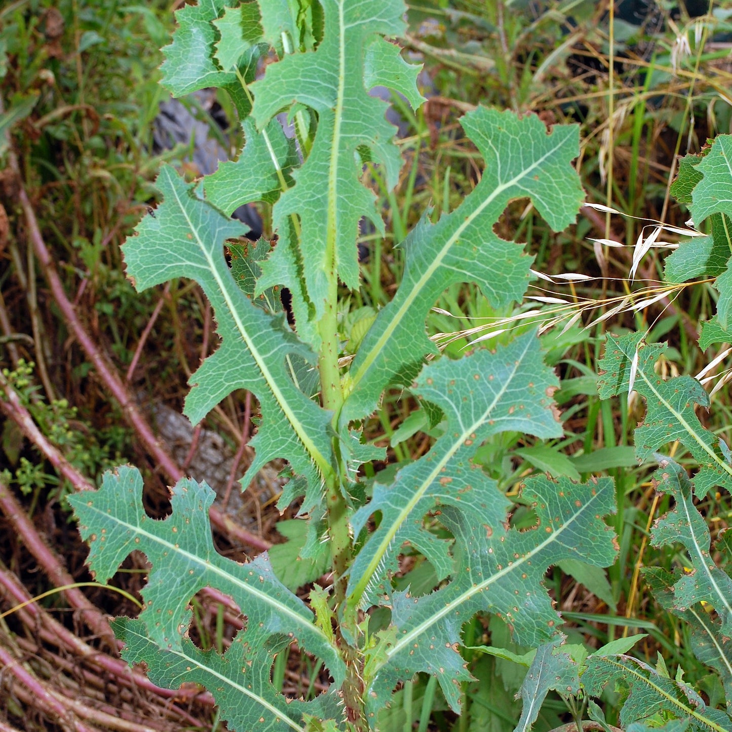 Prickly Wild Lettuce Seeds (Lactuca serriola)