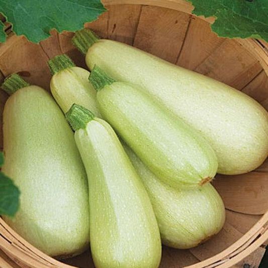 Odessa Squash Seeds [PACKET ONLY]