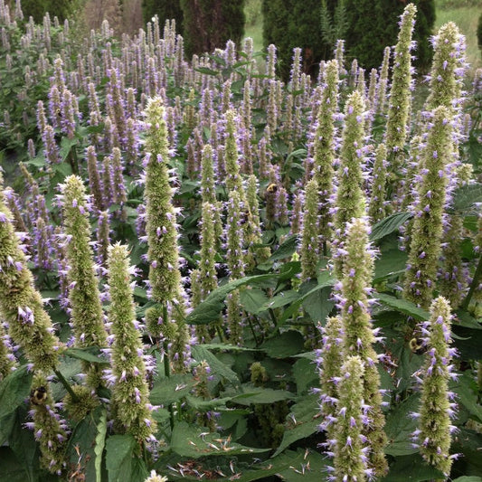 Purple Giant Hyssop Seeds (Agastache scrophulariifolia)